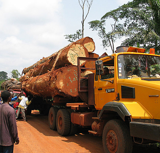 Truck mit gefällten Urwaldbäumen