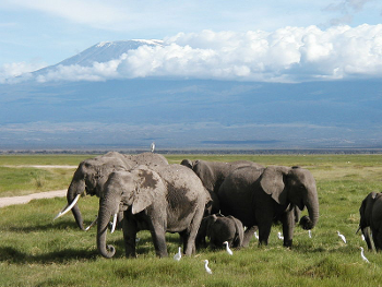Elefanten suchen nach Nahrung im Gebiet des Kilimandscharo