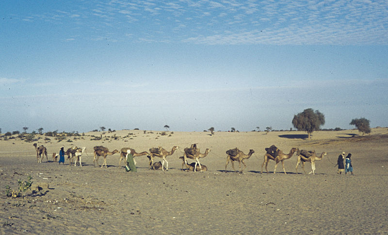 Kamelherde in Mali (c) H. Grobe