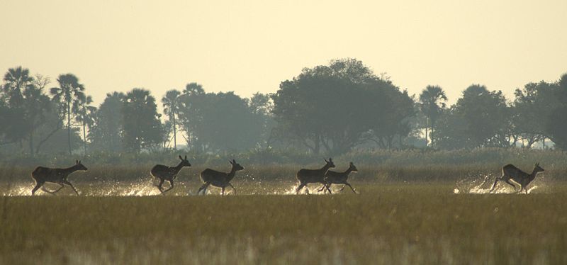 Antilopenherde im Okavango Delta