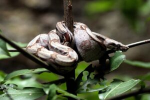 Boa-constrictor_Manugirard_CC-BY-SA-4.0