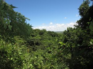 Dense_forest_in_Mozambiqhe-TonRulkens-CC-BY-SA-2.0