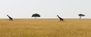 Giraffen in der Serengeti