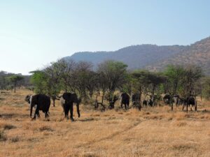 Tanzania-_Serengeti_National_Park-